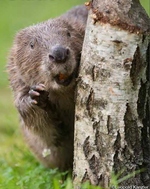 Biber Bild