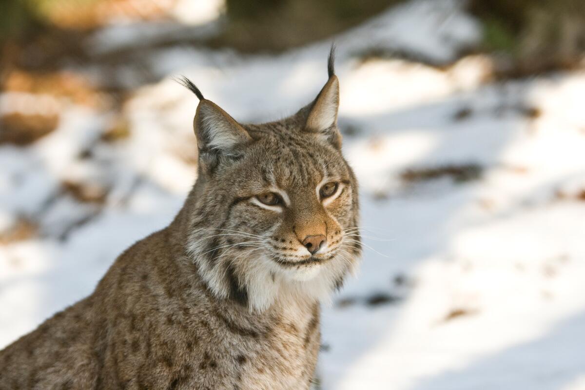 Luchs - Wildtierkorridore