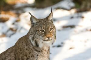 Luchs - Wildtierkorridore