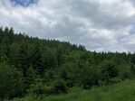 Gratzener Bergland Suedboehmischer Ornitologischer Klub