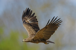 Schreiadler©Gerhard Rotheneder