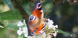 Schmetterling2